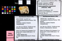 Foto (Objket + Etiketten) von Tuberosagalathea neojurensis (Patrulius, 1959) 